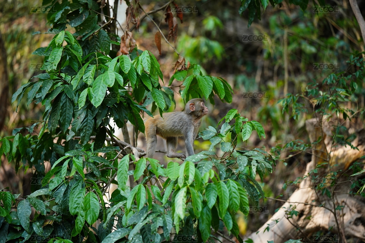 普通獼猴（主預(yù)覽-9300068） - 未分類(lèi) - 站酷設(shè)計(jì)師韓蟲(chóng)蟲(chóng)原創(chuàng)素材 - 站酷ZCOOL