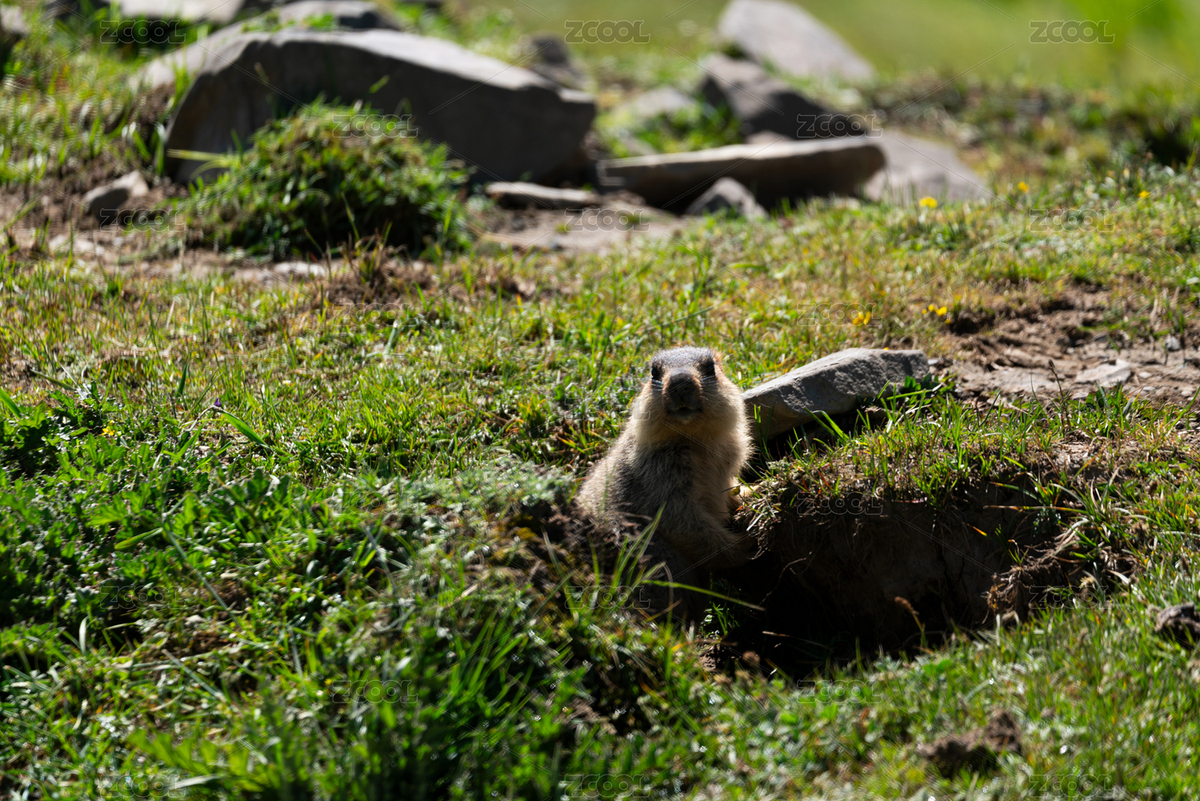 草原土撥鼠的探頭瞬間（主預(yù)覽-11047093） - 未分類 - 站酷設(shè)計(jì)師奧利奧泡餅干原創(chuàng)素材 - 站酷ZCOOL