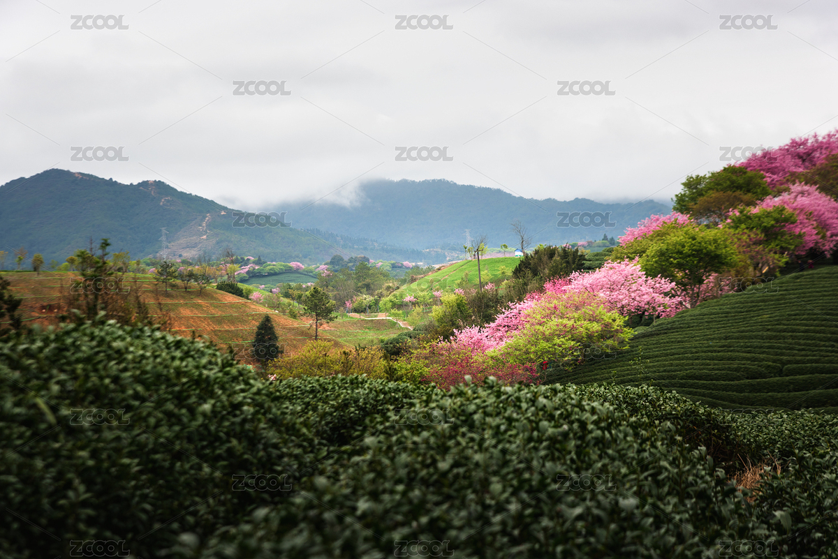 中國福建龍巖臺(tái)品櫻花茶園（主預(yù)覽-8694036） - 未分類 - 站酷設(shè)計(jì)師dzy531031原創(chuàng)素材 - 站酷ZCOOL