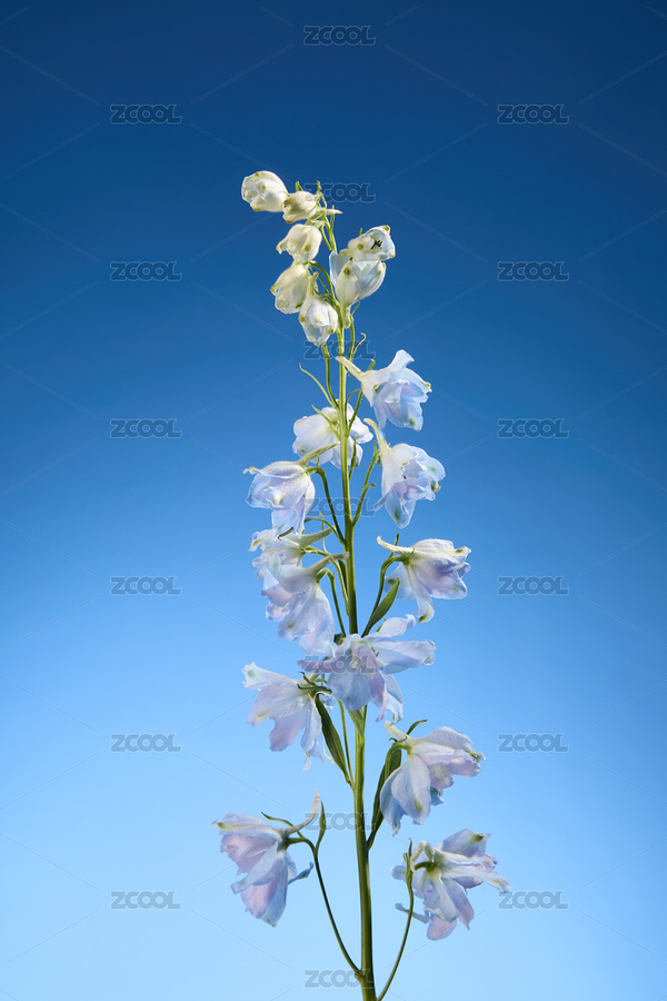 藍(lán)調(diào)的飛燕草（主預(yù)覽-11402724） - 未分類 - 站酷設(shè)計師糯米視覺攝影原創(chuàng)素材 - 站酷ZCOOL