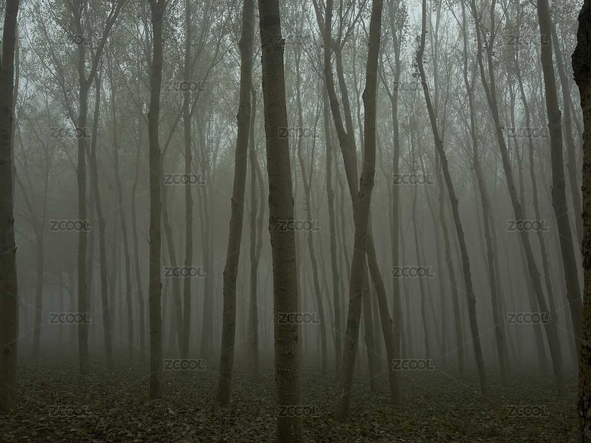 大雾 森林（主预览-7256009） - 未分类 - 站酷设计师Z18959376原创素材 - 站酷ZCOOL