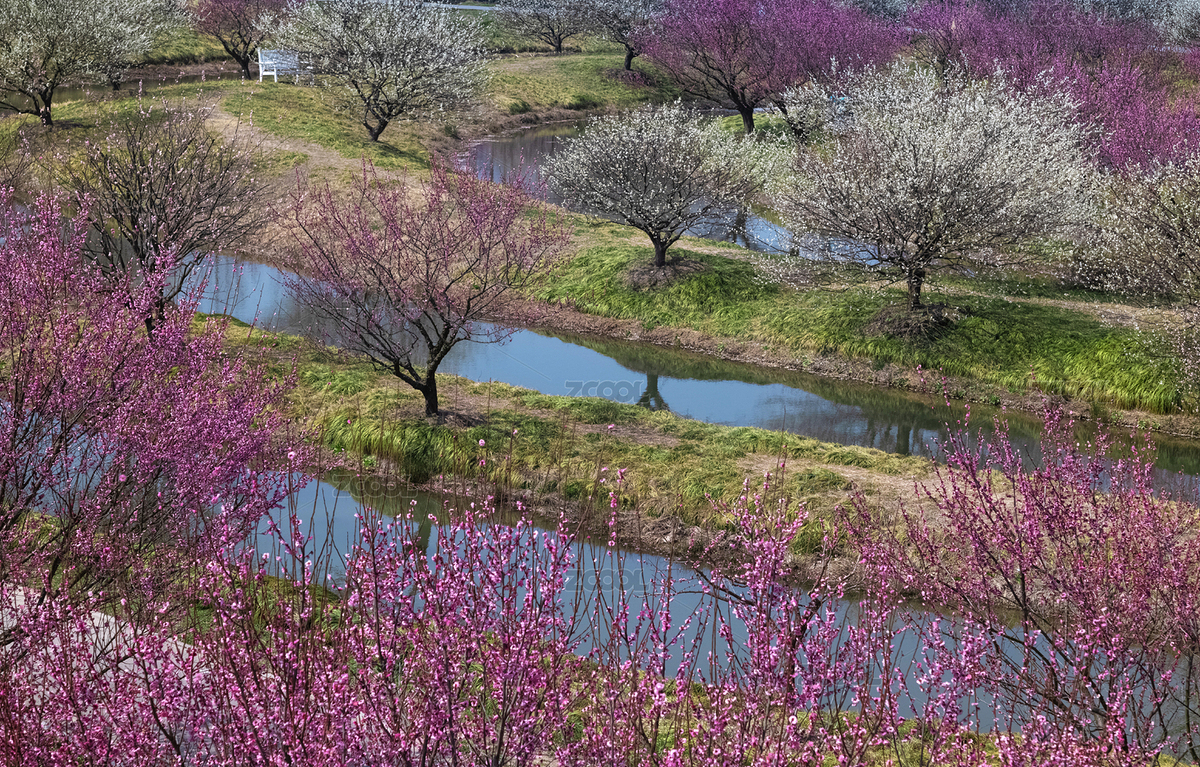 春天盛開的梅花林（主預(yù)覽-4176993） - 未分類 - 站酷設(shè)計(jì)師老路上來原創(chuàng)素材 - 站酷ZCOOL