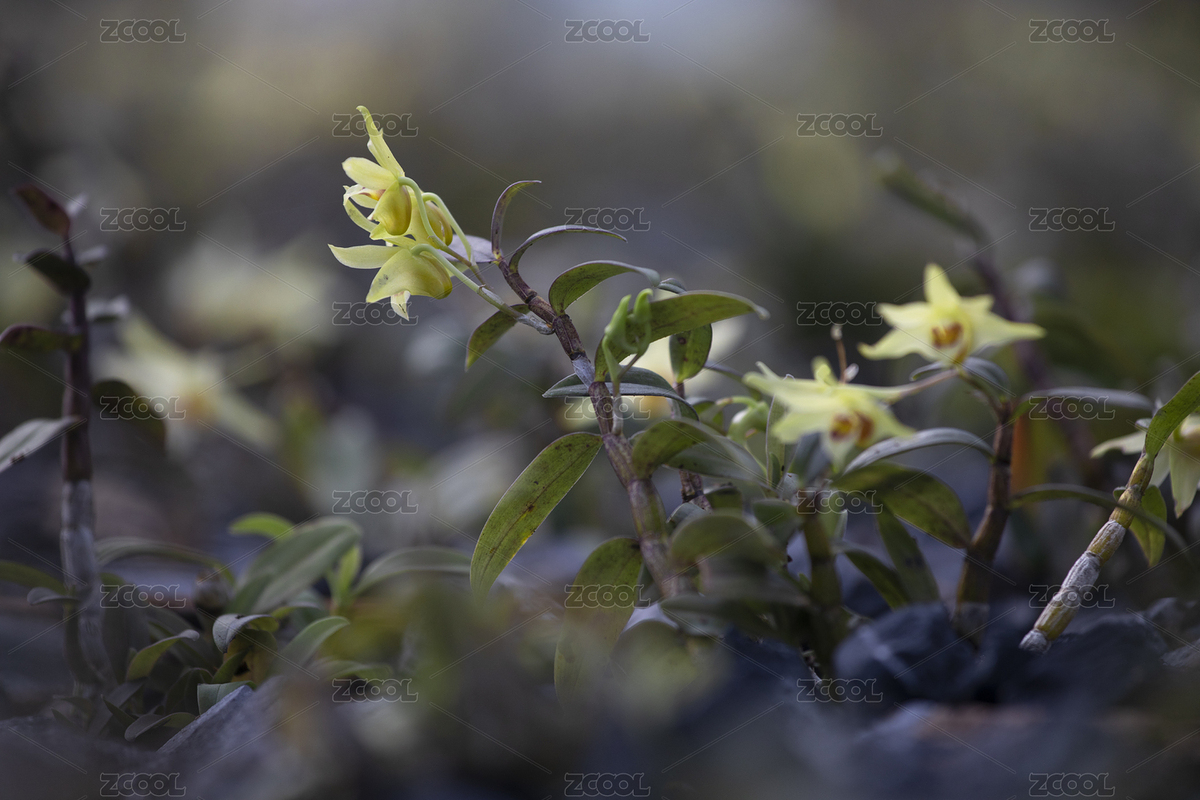人工種植繁殖鐵皮楓斗石斛（主預(yù)覽-8055186） - 未分類 - 站酷設(shè)計(jì)師zhl430430原創(chuàng)素材 - 站酷ZCOOL