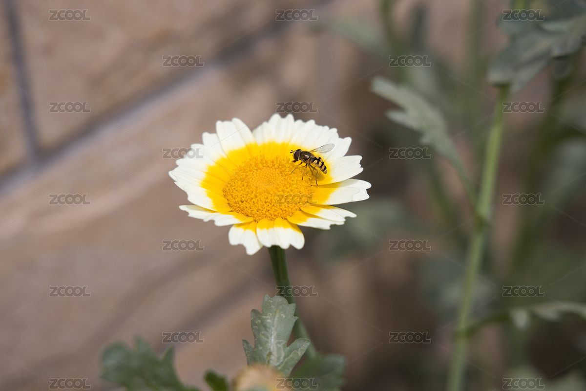 蜜蜂采花蜜（主預(yù)覽-3541239） - 未分類 - 站酷設(shè)計(jì)師黑木乙原創(chuàng)素材 - 站酷ZCOOL