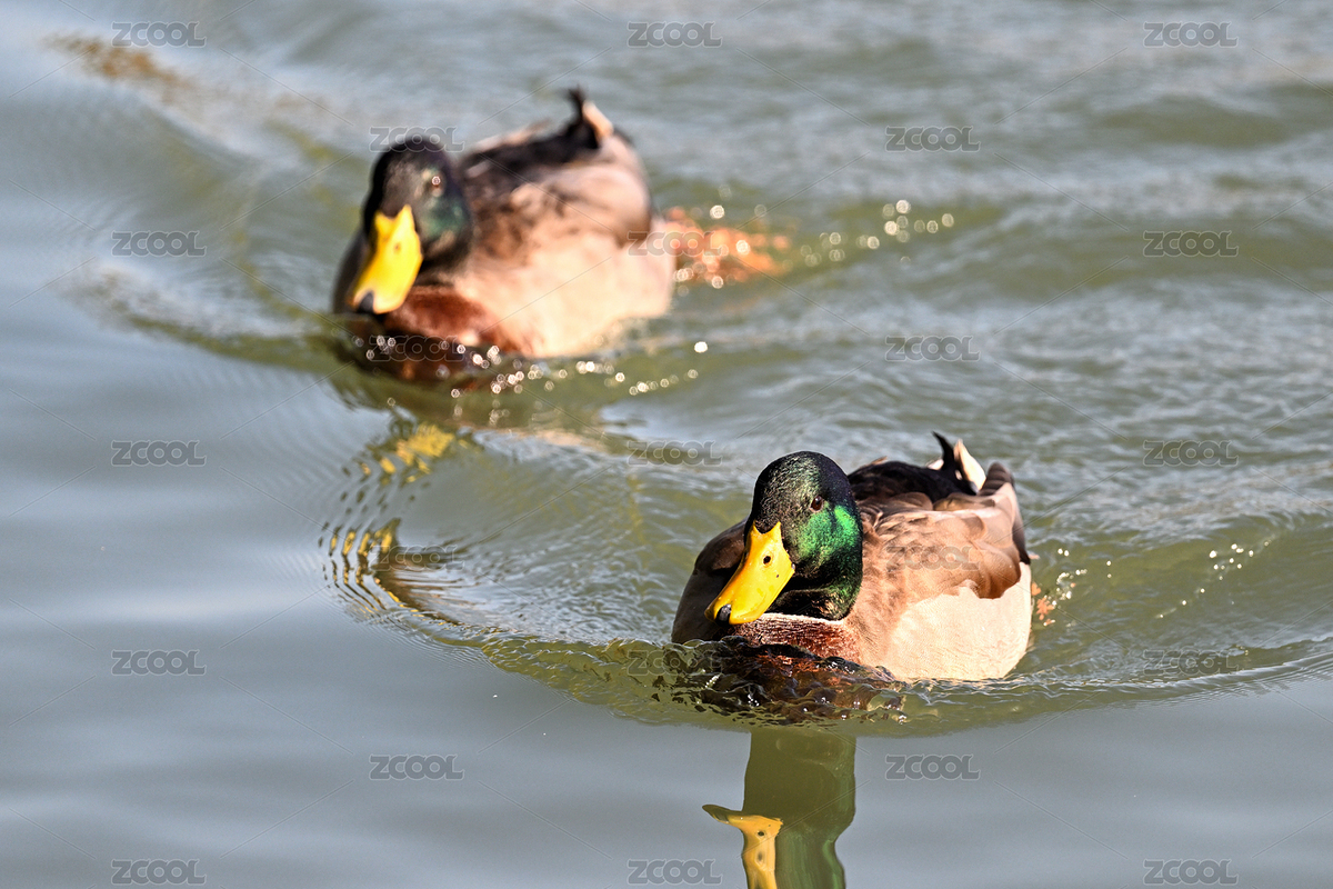 綠頭鴨特寫（主預(yù)覽-12414622） - 未分類 - 站酷設(shè)計師金翅大鵬原創(chuàng)素材 - 站酷ZCOOL