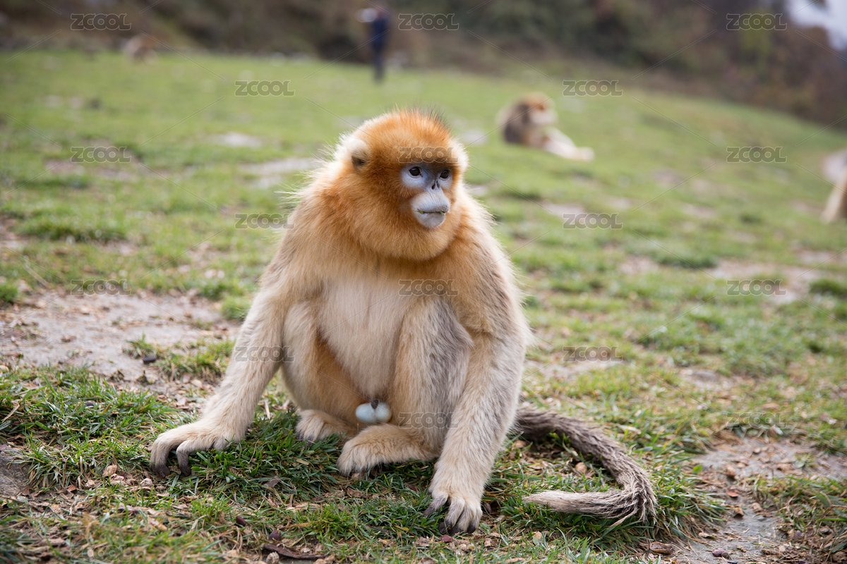 陜西秦嶺太白山金絲猴（主預(yù)覽-8382884） - 未分類 - 站酷設(shè)計師Huaimin原創(chuàng)素材 - 站酷ZCOOL