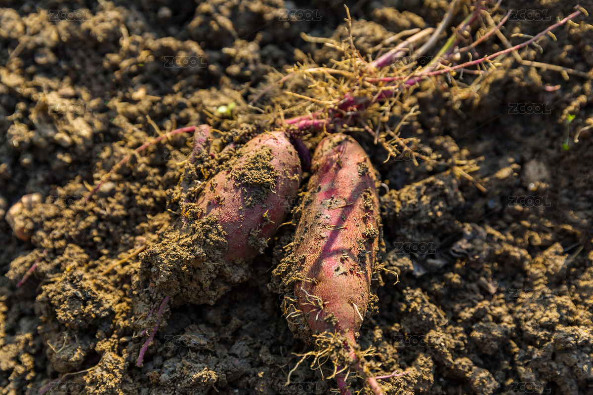 甘薯紅薯新鮮現(xiàn)挖（主預(yù)覽-8430652） - 未分類 - 站酷設(shè)計(jì)師姑蘇城外1984原創(chuàng)素材 - 站酷ZCOOL