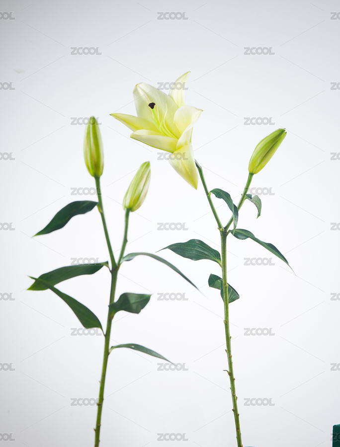 一只好看的白百合（主預(yù)覽-8726687） - 未分類 - 站酷設(shè)計(jì)師攝影師劉振國(guó)原創(chuàng)素材 - 站酷ZCOOL