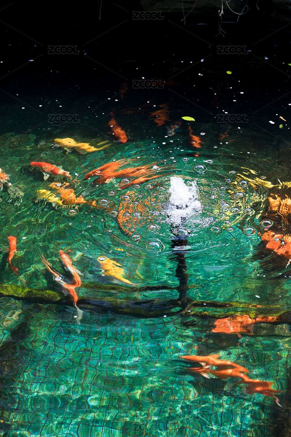 水池里的一群金魚在游泳（主預(yù)覽-8621662） - 未分類 - 站酷設(shè)計(jì)師meimeier原創(chuàng)素材 - 站酷ZCOOL