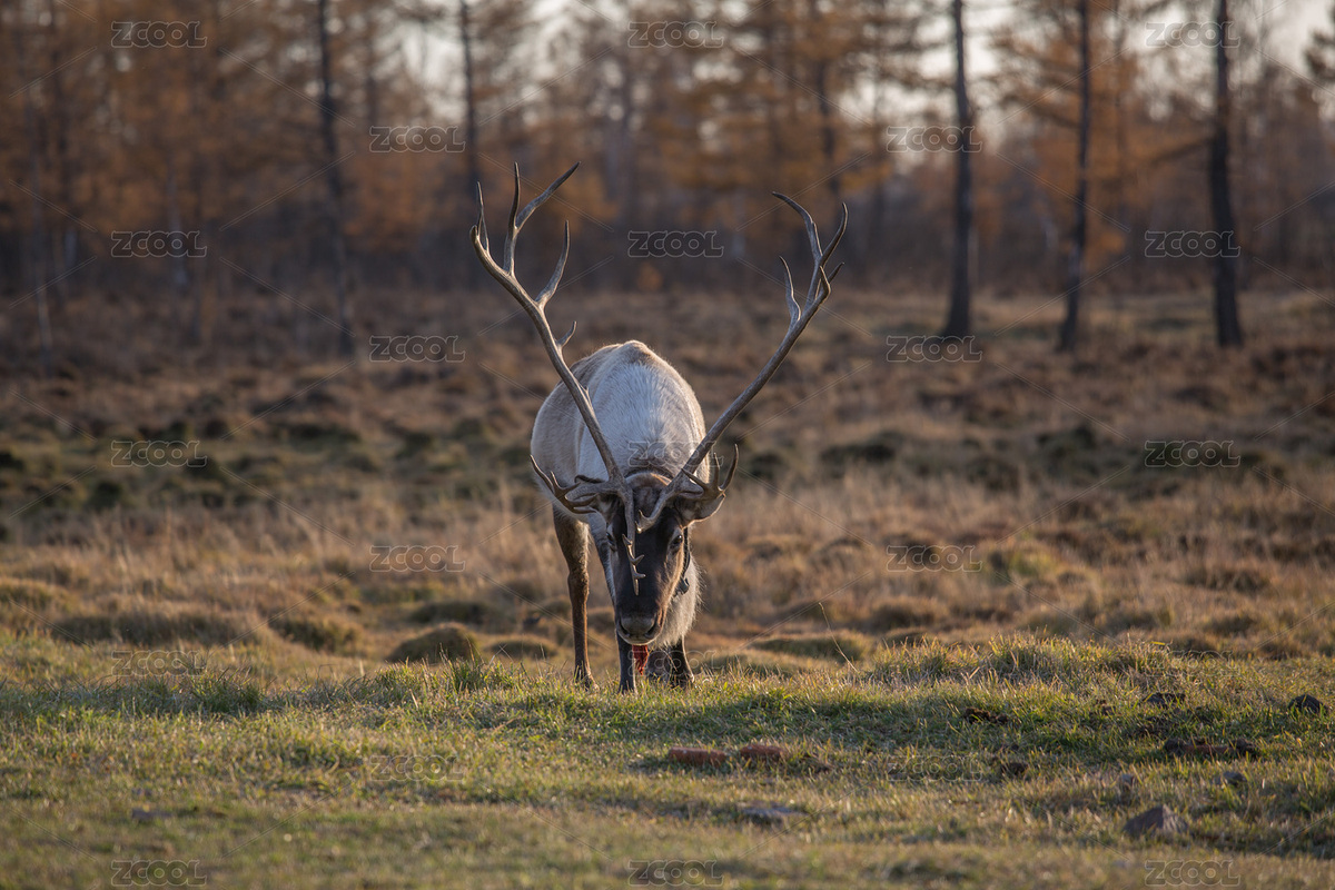 鹿（主预览-3760831） - 未分类 - 站酷设计师Barry9318原创素材 - 站酷ZCOOL