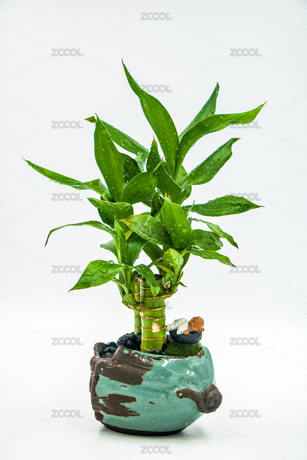 觀音竹富貴竹微型盆景（主預(yù)覽-7188188） - 未分類(lèi) - 站酷設(shè)計(jì)師菩提子1000原創(chuàng)素材 - 站酷ZCOOL