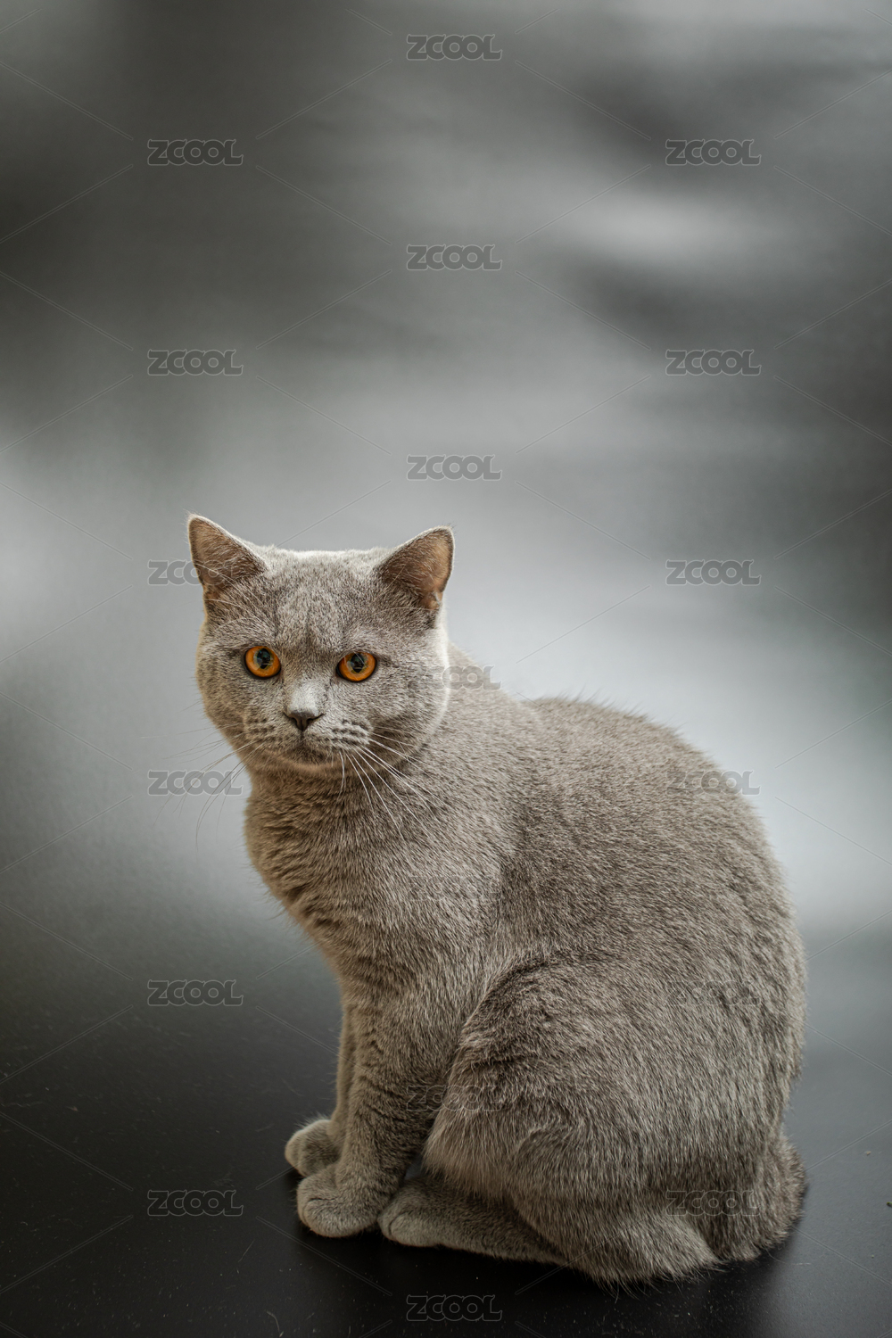 黑色背景下的英短蓝猫在玩耍