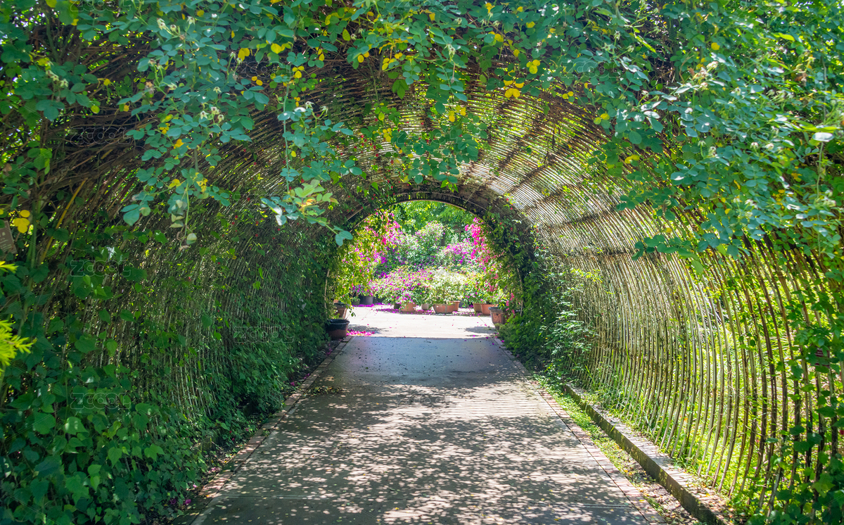 拱形的攀缘植物花墙和门廊（主预览-6524857） - 未分类 - 站酷设计师明湖水原创素材 - 站酷ZCOOL