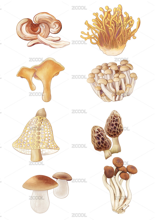 八個(gè)水彩插畫風(fēng)格蘑菇菌菇圖鑒手繪（主預(yù)覽-1350465） - 未分類 - 站酷設(shè)計(jì)師阿姜姜168原創(chuàng)素材 - 站酷ZCOOL
