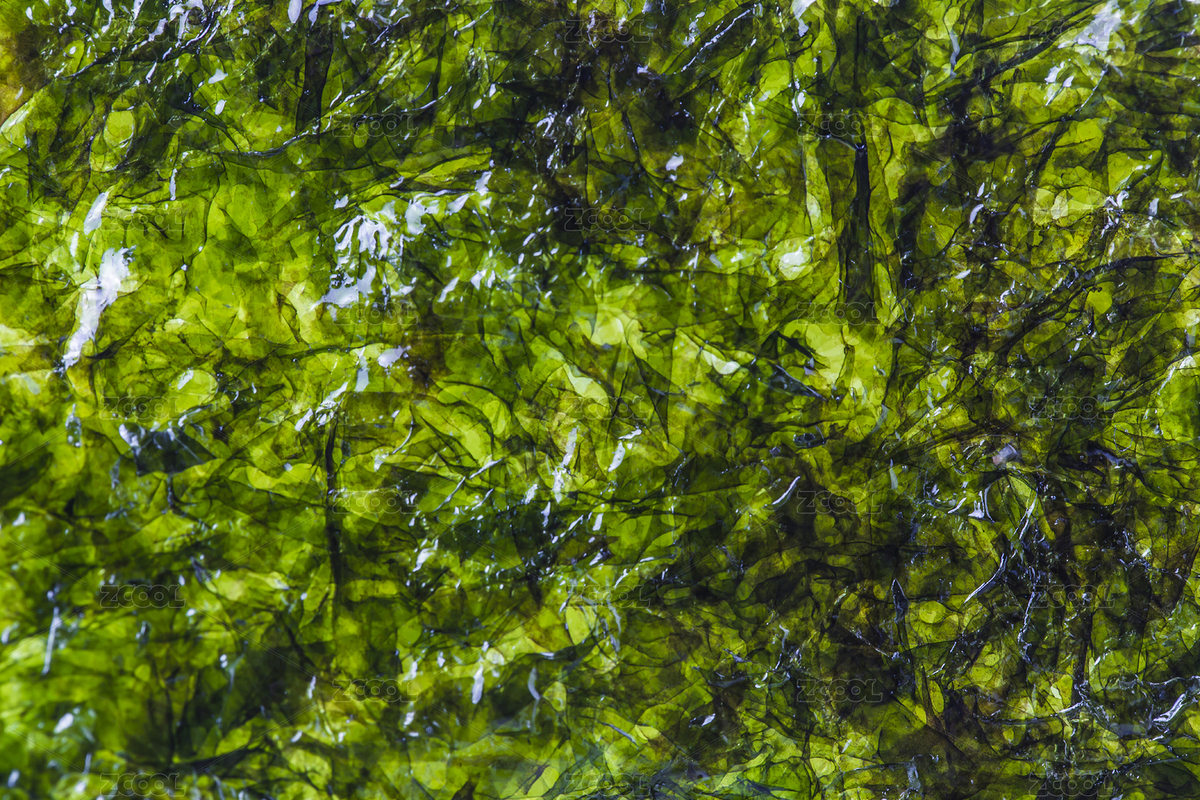 綠色食物紫菜（主預(yù)覽-8733164） - 未分類(lèi) - 站酷設(shè)計(jì)師達(dá)造原創(chuàng)原創(chuàng)素材 - 站酷ZCOOL