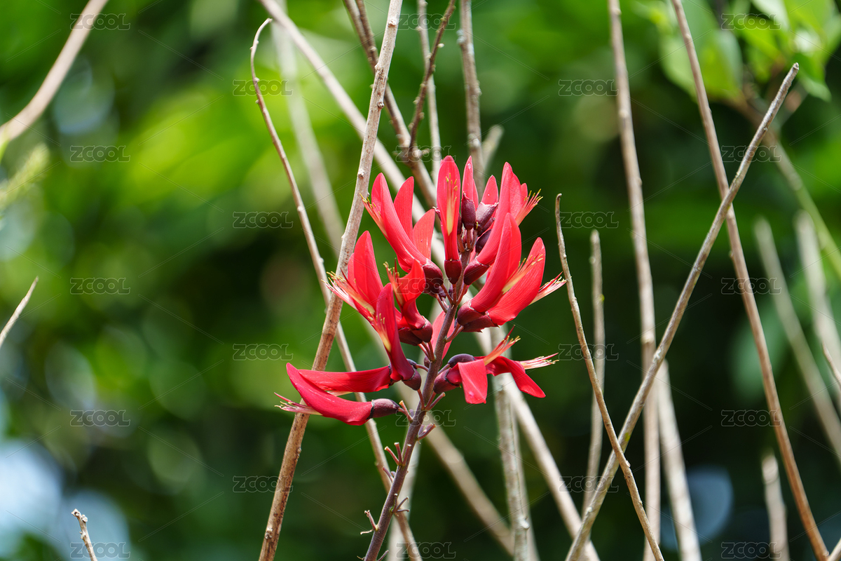 紅色開花植物龍牙花（主預(yù)覽-7199551） - 未分類 - 站酷設(shè)計(jì)師Fez4mwH73A原創(chuàng)素材 - 站酷ZCOOL