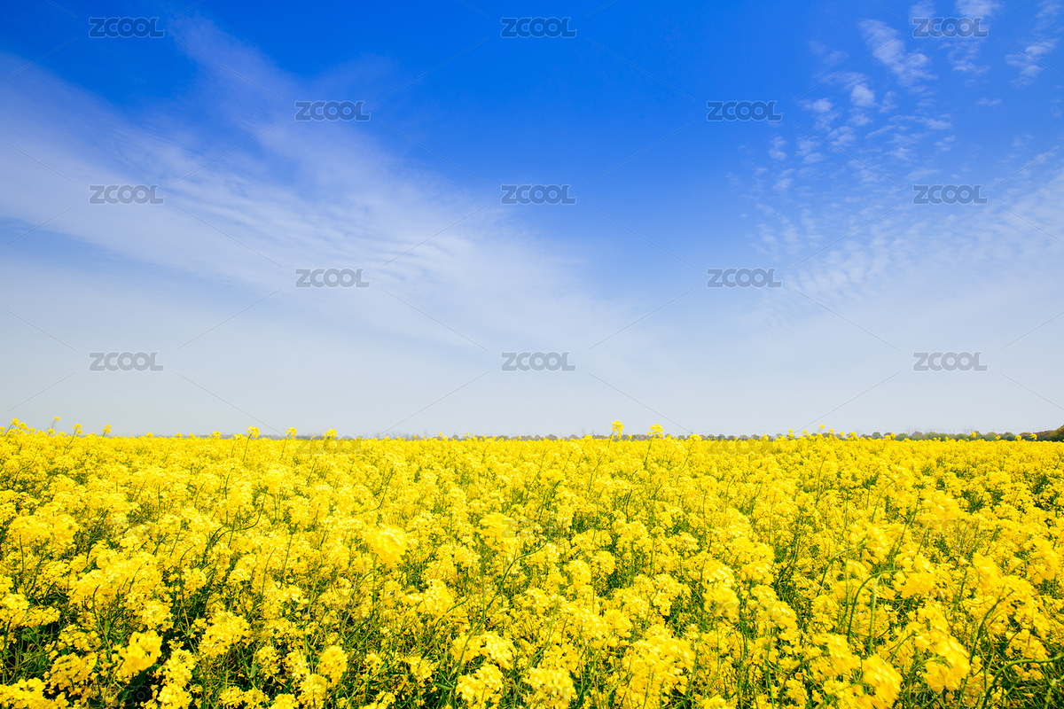 中國上海崇明區(qū)的油菜花田（主預(yù)覽-9091822） - 未分類 - 站酷設(shè)計師patrickthebomber原創(chuàng)素材 - 站酷ZCOOL