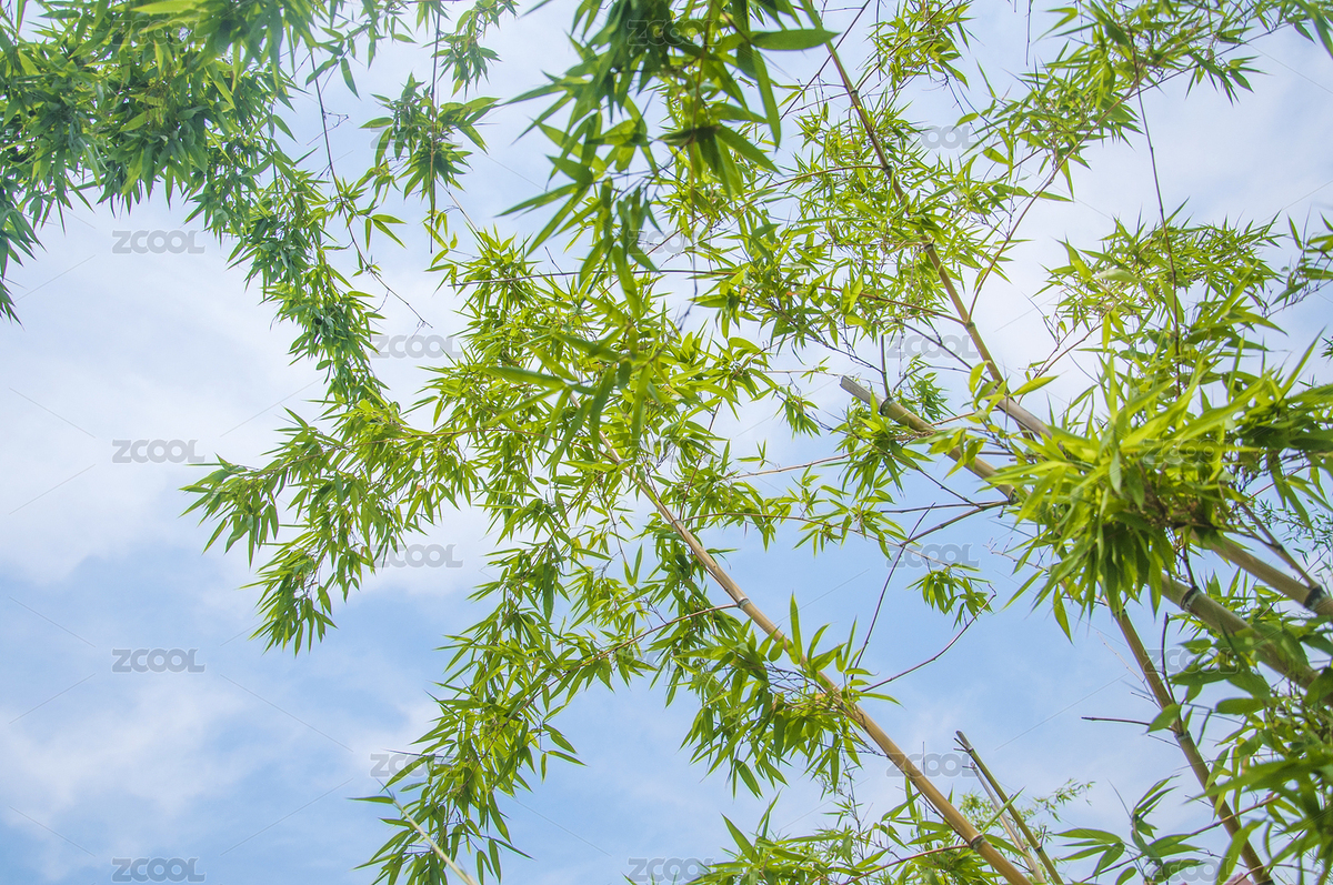 低視角中生長茂盛的竹子（主預覽-2225357） - 未分類 - 站酷設計師racin原創(chuàng)素材 - 站酷ZCOOL