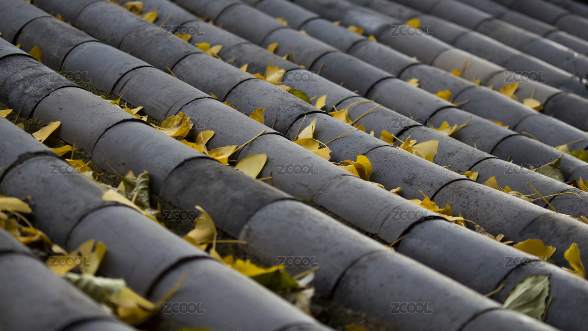 青瓦上的银杏叶（主预览-1885090） - 未分类 - 站酷设计师练体操的蜗牛原创素材 - 站酷ZCOOL