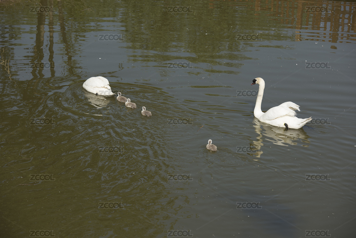 湖泊中的白天鹅母子（主预览-8990142） - 未分类 - 站酷设计师reslan原创素材 - 站酷ZCOOL