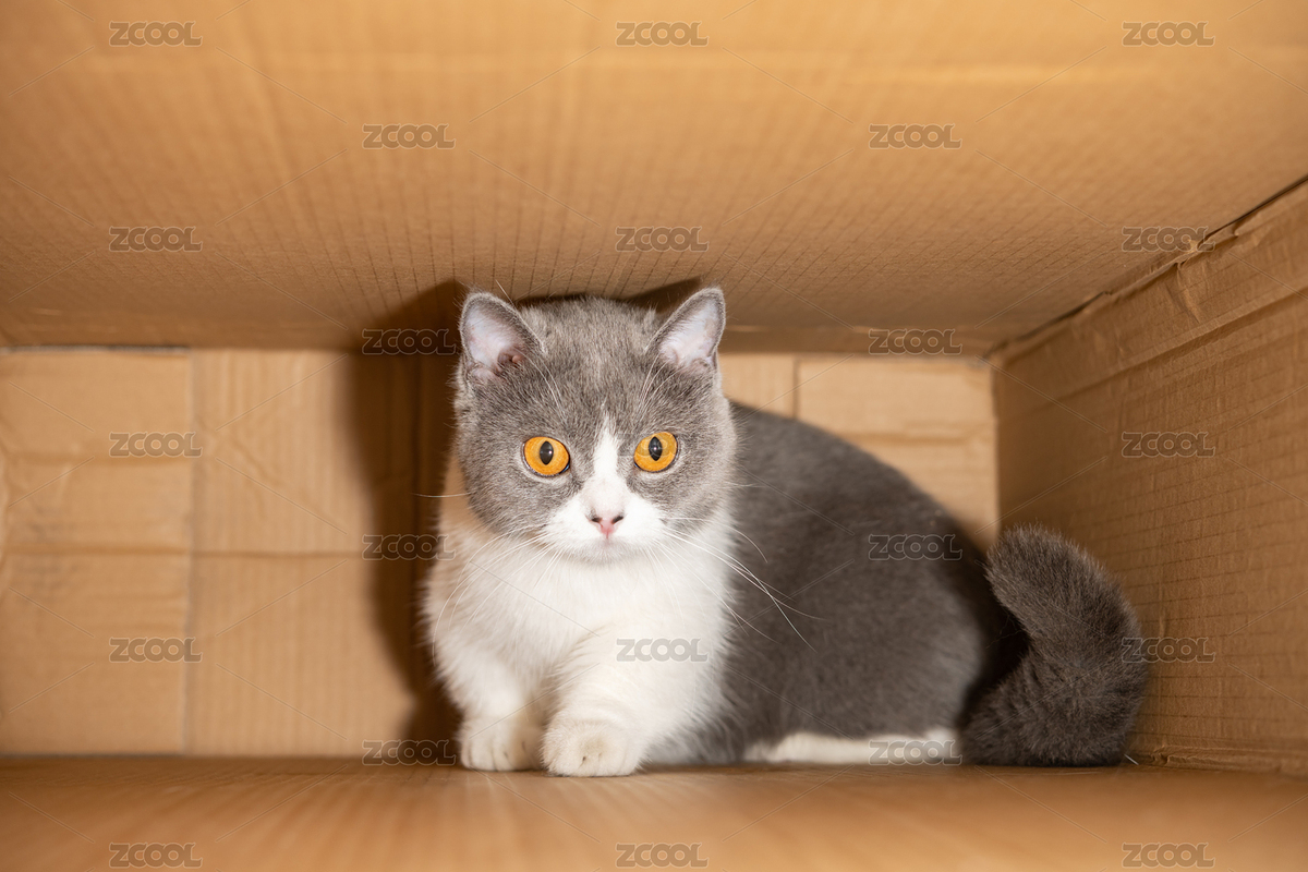 躲在紙箱中的英短藍(lán)白貓貓（主預(yù)覽-9057331） - 未分類 - 站酷設(shè)計師harveylaw原創(chuàng)素材 - 站酷ZCOOL