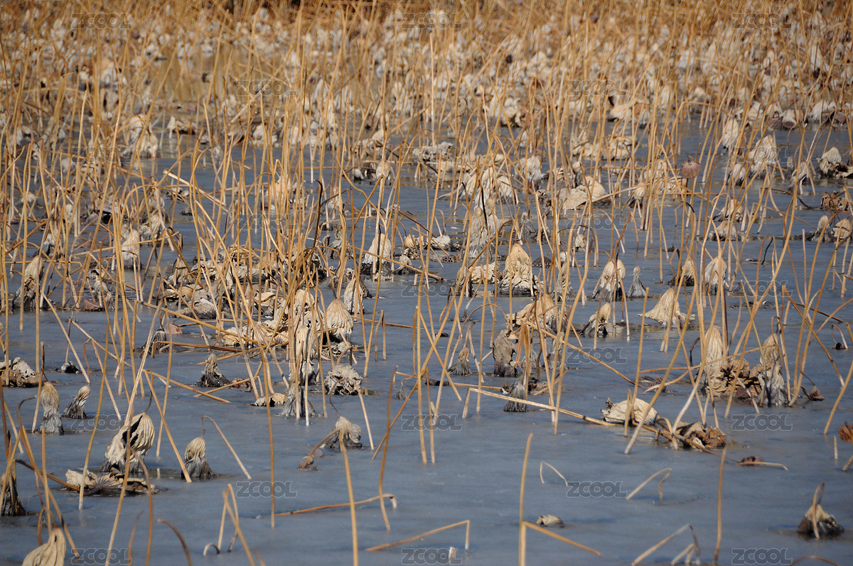 北京頤和園昆明湖里枯萎的荷葉（主預(yù)覽-11980785） - 未分類(lèi) - 站酷設(shè)計(jì)師劍膽琴心原創(chuàng)素材 - 站酷ZCOOL