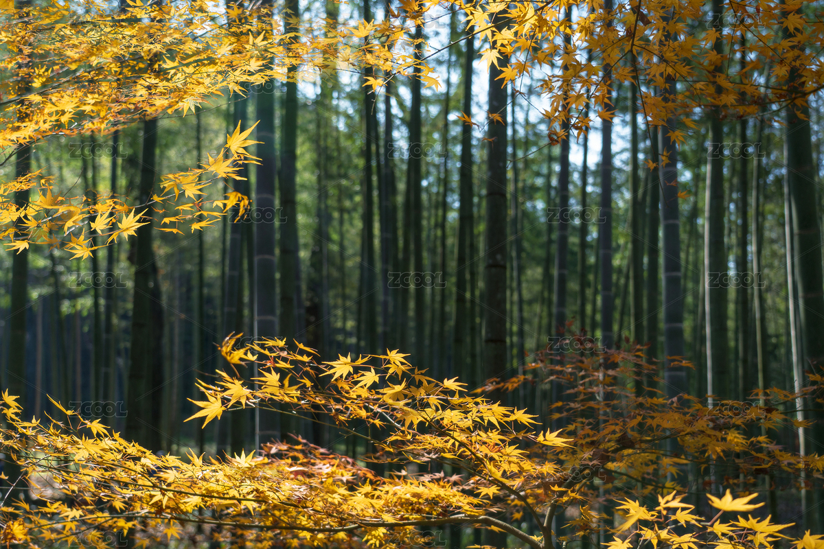 中國浙江省杭州市西湖著名景點云溪竹徑風光（主預覽-7955307） - 未分類 - 站酷設計師Z26302855原創(chuàng)素材 - 站酷ZCOOL