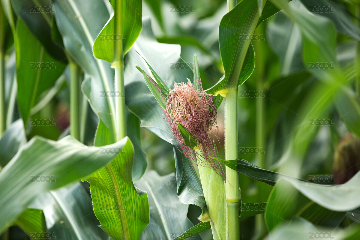 幼小的玉米棒在玉米禾苗上（主預(yù)覽-9009399） - 未分類 - 站酷設(shè)計(jì)師小羽怪原創(chuàng)素材 - 站酷ZCOOL