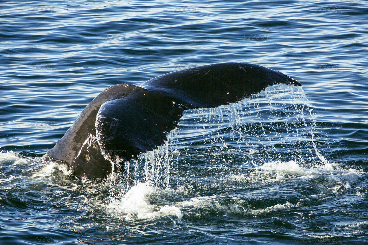 鲸鱼（主预览-7337843） - 未分类 - 站酷设计师markzoo原创素材 - 站酷ZCOOL