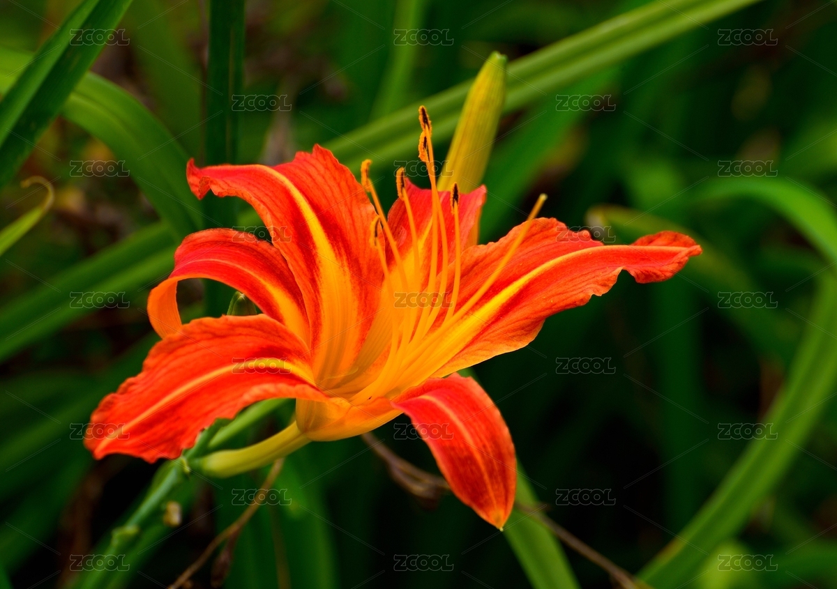 黃花菜（主預(yù)覽-5902265） - 未分類 - 站酷設(shè)計師字游哉原創(chuàng)素材 - 站酷ZCOOL