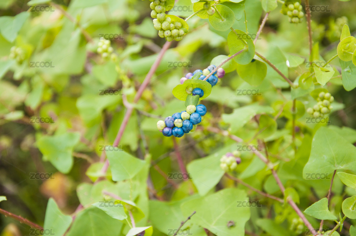扛板归的果实（主预览-4486200） - 未分类 - 站酷设计师racin原创素材 - 站酷ZCOOL