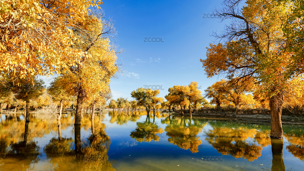 内蒙古额济纳旗胡杨林（主预览-5084864） - 未分类 - 站酷设计师西北蹦迪的狗熊原创素材 - 站酷ZCOOL