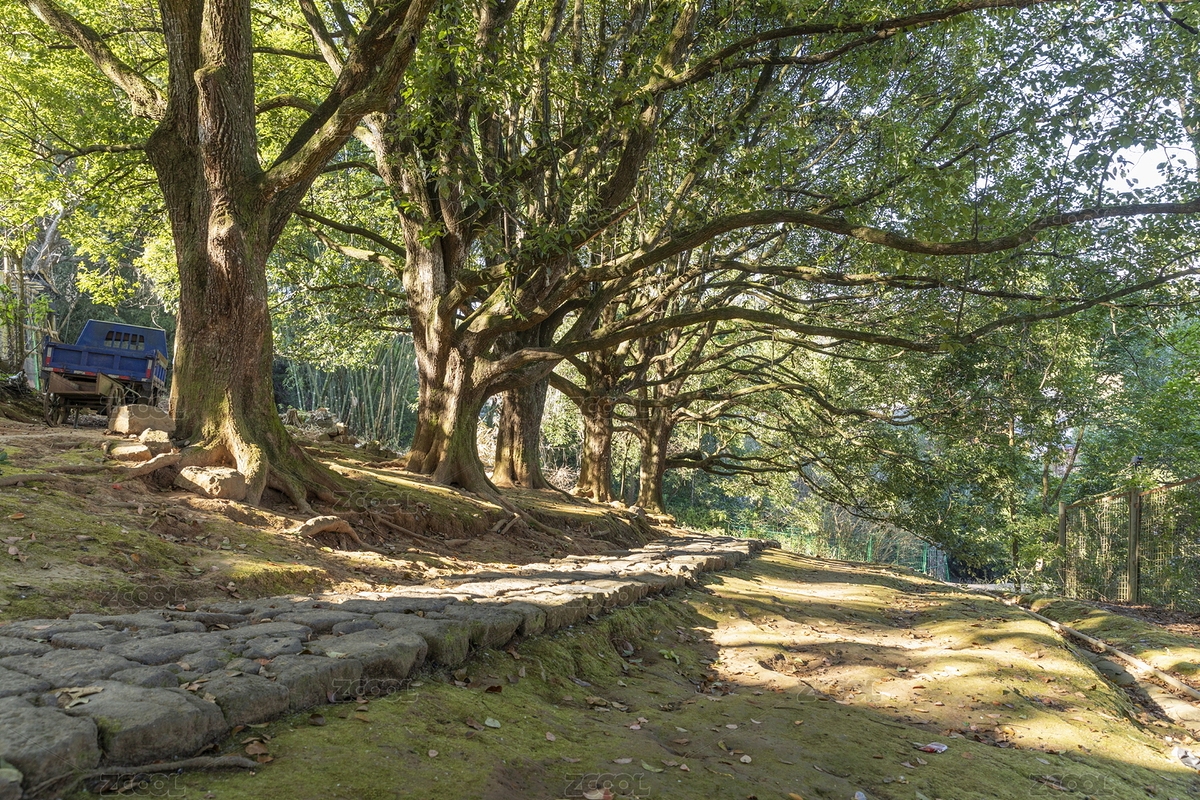 中國云南騰沖和順古鎮(zhèn)百年古樹（主預(yù)覽-8003909） - 未分類 - 站酷設(shè)計師原野三月原創(chuàng)素材 - 站酷ZCOOL