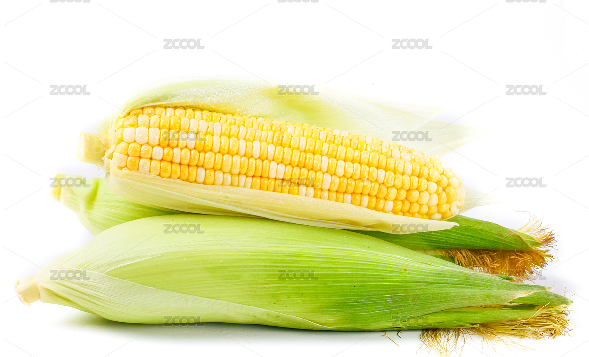 白底上兩根完整的玉米棒上落著一個(gè)剝了皮的玉米棒（主預(yù)覽-8082907） - 未分類 - 站酷設(shè)計(jì)師PAOPAO攝影工作室原創(chuàng)素材 - 站酷ZCOOL