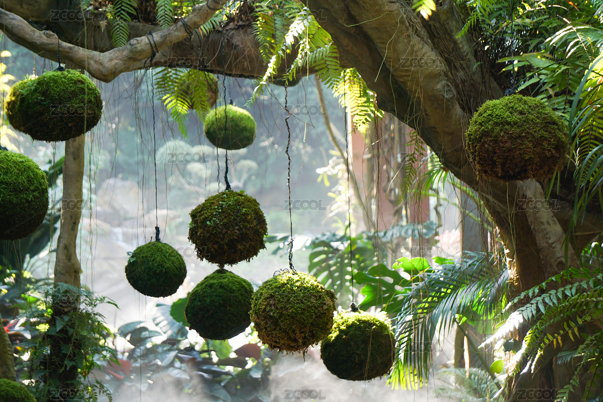 陽光下熱帶植物特寫（主預(yù)覽-12295742） - 未分類 - 站酷設(shè)計師butterfly2025原創(chuàng)素材 - 站酷ZCOOL