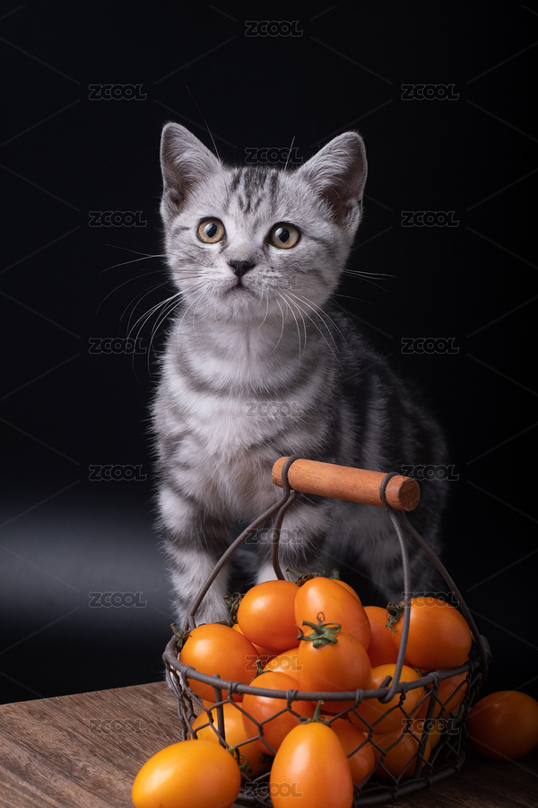 美短棚拍黑色背景（主預(yù)覽-8247329） - 未分類 - 站酷設(shè)計(jì)師剎青原創(chuàng)素材 - 站酷ZCOOL