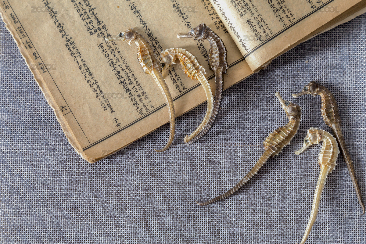 中國古風(fēng)背景的中藥海馬特寫（主預(yù)覽-8664003） - 未分類 - 站酷設(shè)計(jì)師玖菇莨原創(chuàng)素材 - 站酷ZCOOL