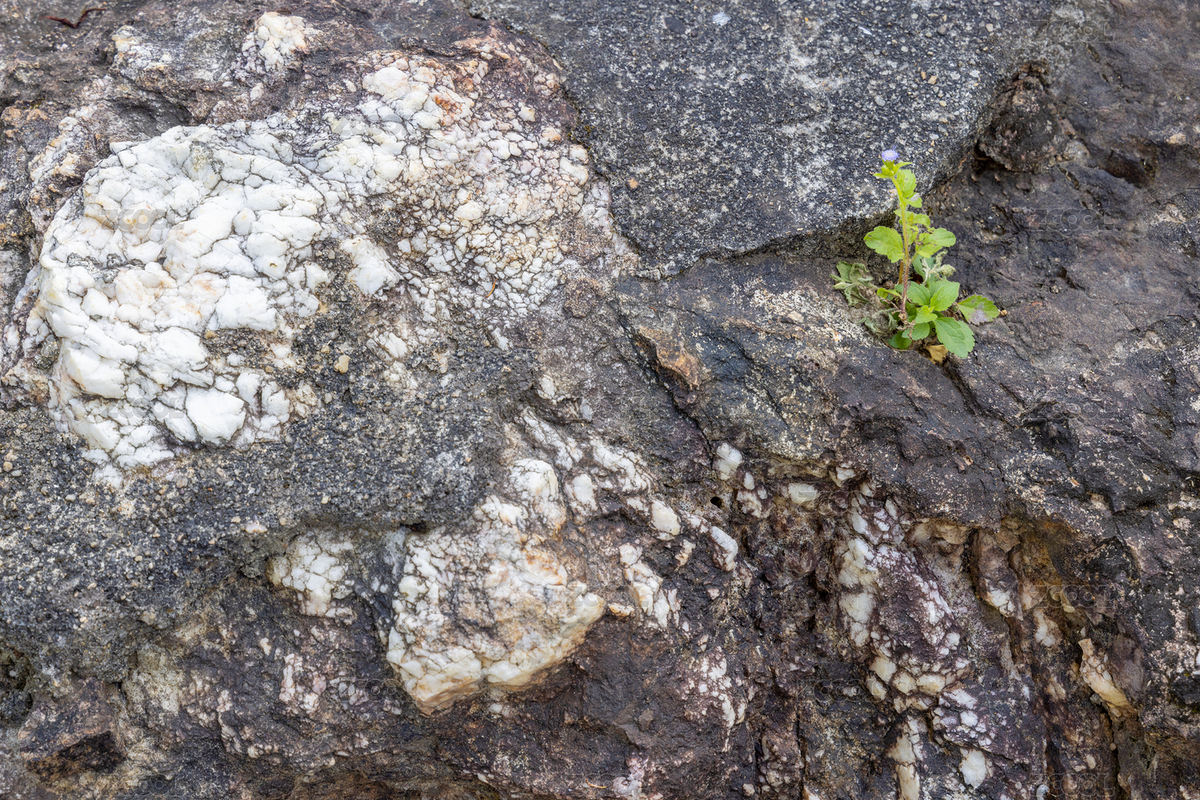 深圳市仙湖植物园里的风景（主预览-8929063） - 未分类 - 站酷设计师咔嚓小菜鸟原创素材 - 站酷ZCOOL