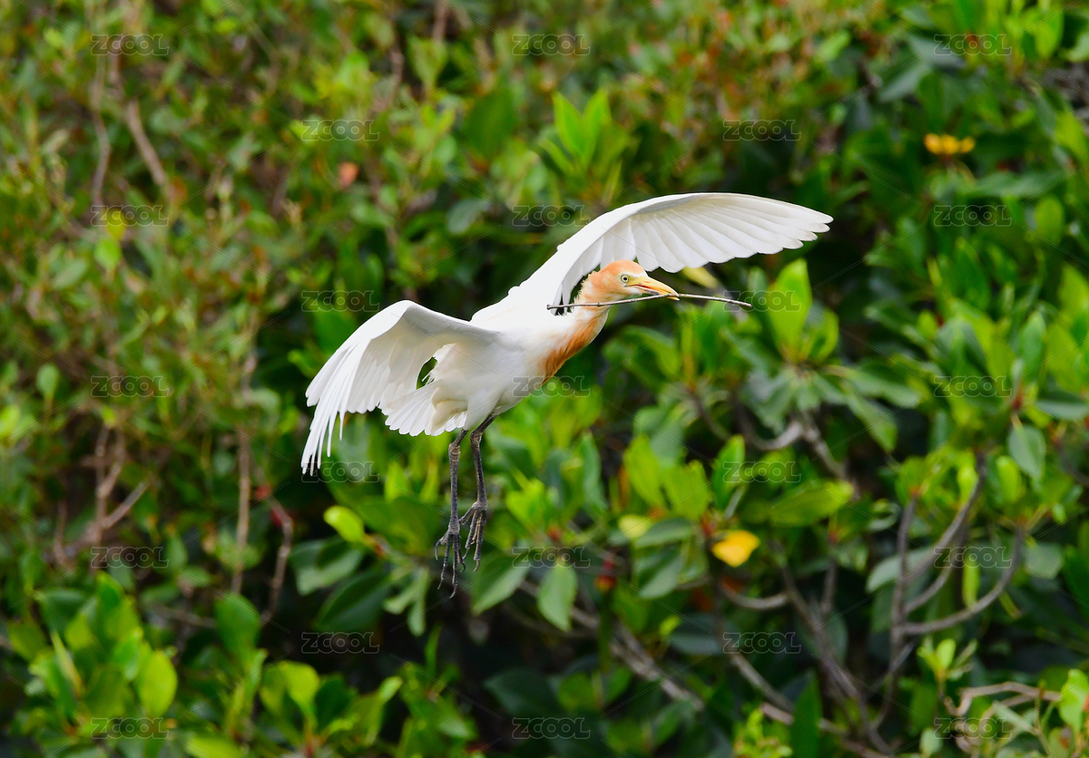 惠东盐洲岛白沙红树林湿地公园大白鹭牛背鹭（主预览-4151712） - 未分类 - 站酷设计师猫爷爷515原创素材 - 站酷ZCOOL