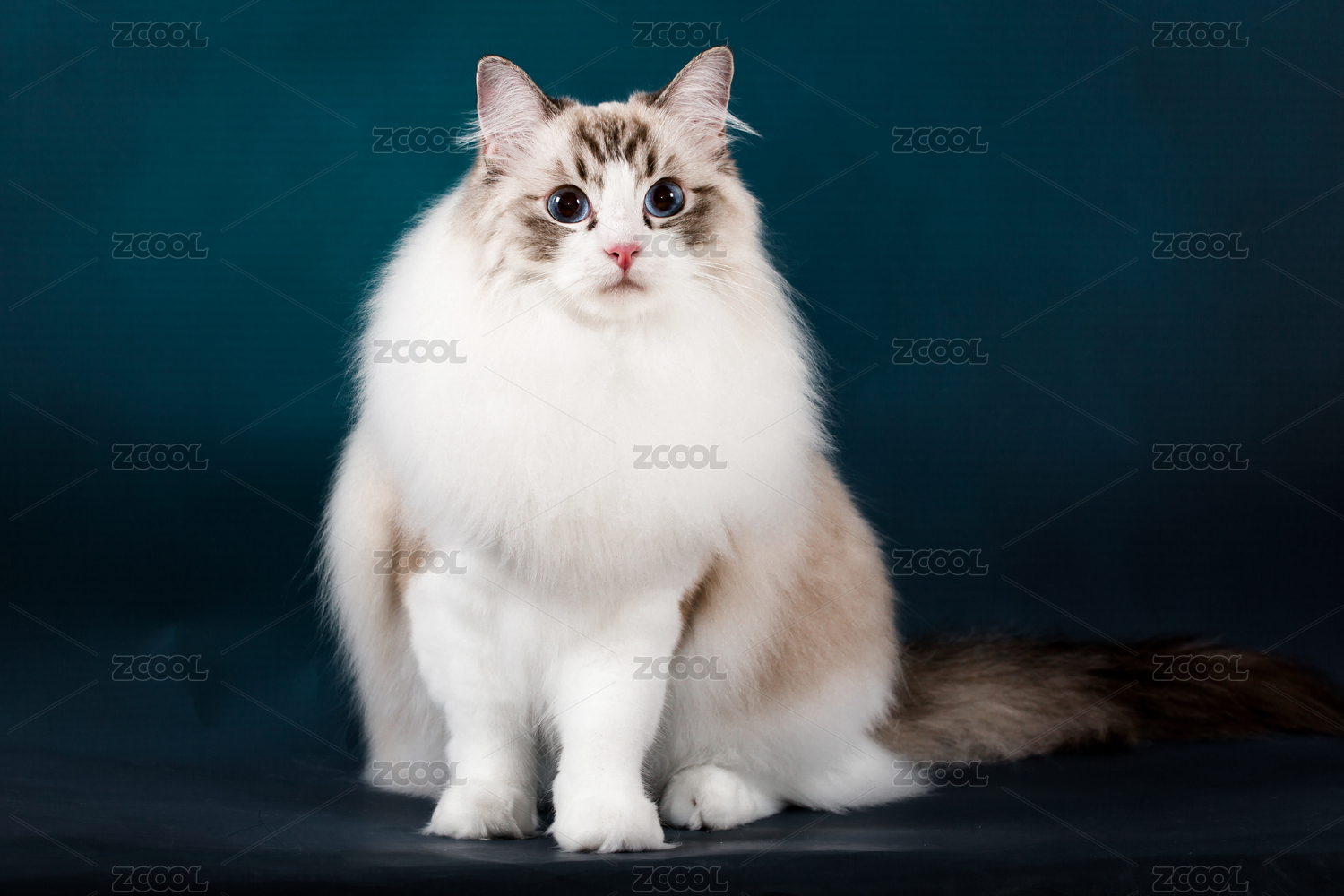 猫