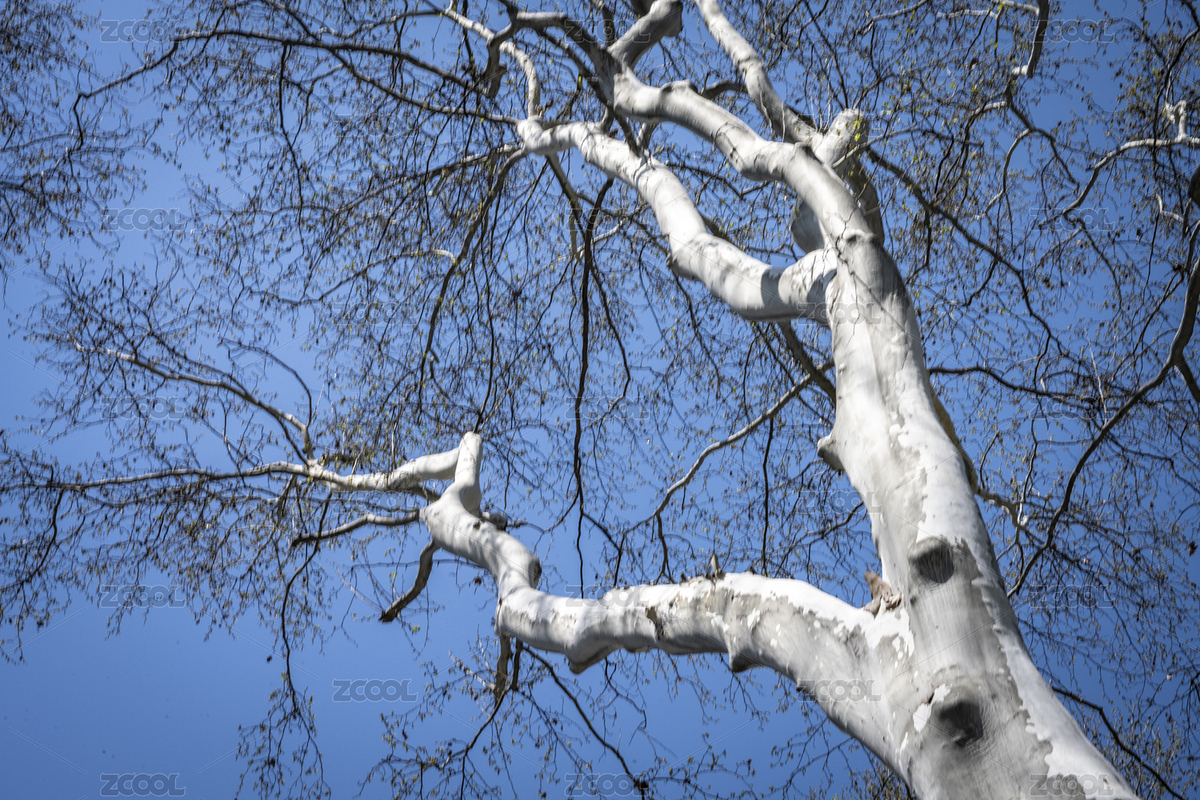 仰望早春天空，枯枝交错勾勒极简线条（主预览-12515253） - 未分类 - 站酷设计师夜晴空原创素材 - 站酷ZCOOL