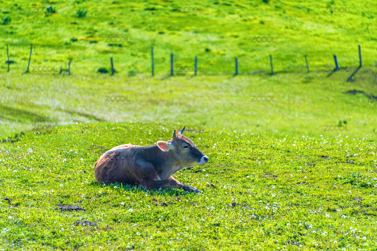 中國新疆伊犁庫爾德寧草原牧場（主預(yù)覽-9010214） - 未分類 - 站酷設(shè)計師健忘的行攝世界原創(chuàng)素材 - 站酷ZCOOL