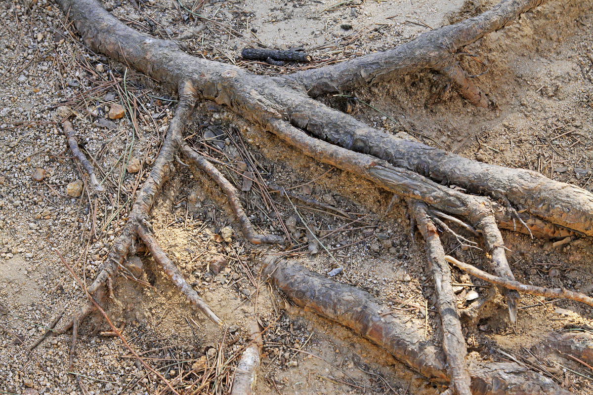 枯樹根交錯于沙地（主預覽-12282108） - 未分類 - 站酷設計師liujunrong原創(chuàng)素材 - 站酷ZCOOL