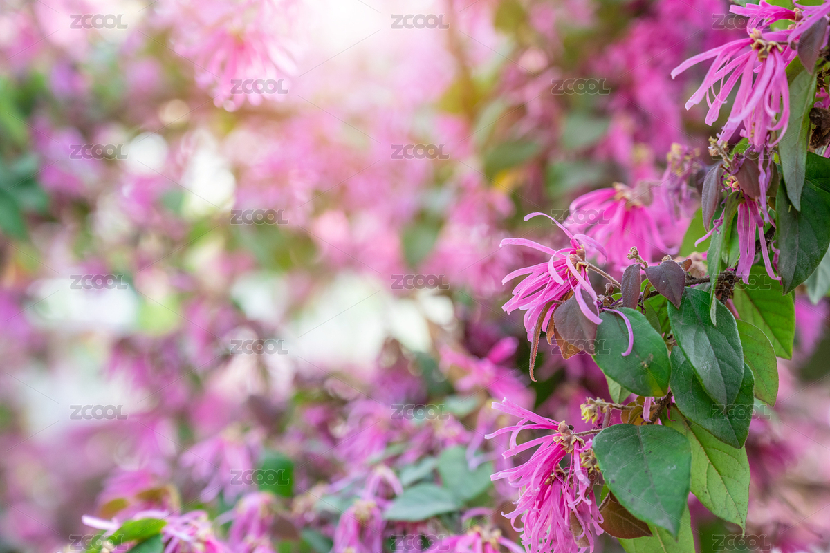 春天盛開(kāi)的紅花檵木（主預(yù)覽-5918195） - 未分類(lèi) - 站酷設(shè)計(jì)師風(fēng)暴麗麗原創(chuàng)素材 - 站酷ZCOOL