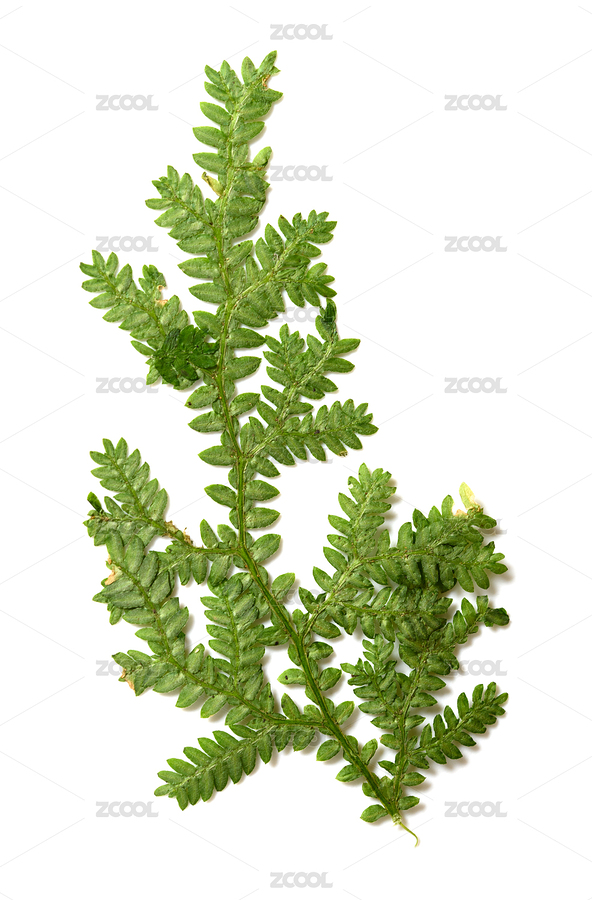 葉子標本（主預覽-8646061） - 未分類 - 站酷設計師harveylaw原創(chuàng)素材 - 站酷ZCOOL