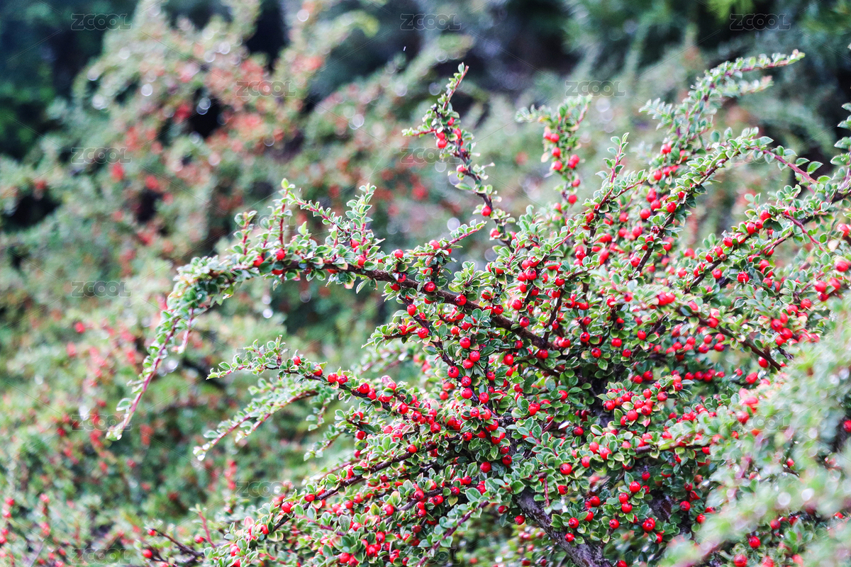 盧森堡市街道邊紅色小果子（主預(yù)覽-9046942） - 未分類 - 站酷設(shè)計師曼莎鋪子原創(chuàng)素材 - 站酷ZCOOL