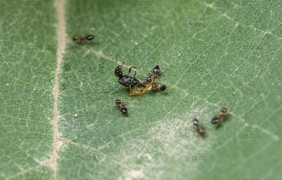 一群蚂蚁正在猎食一只大黑蚂蚁（主预览-6327901） - 未分类 - 站酷设计师reslan原创素材 - 站酷ZCOOL