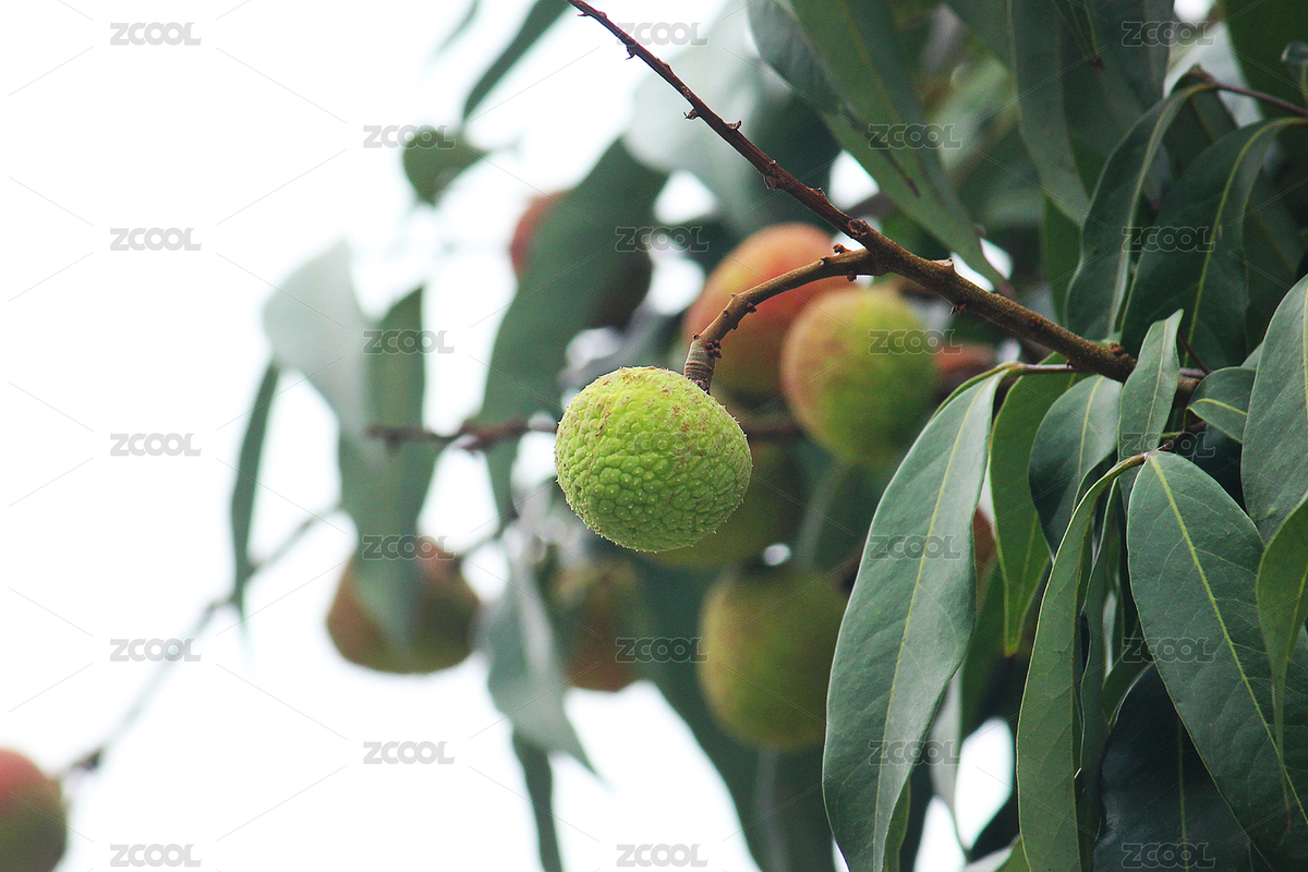 荔枝園里的一片荔枝（主預覽-7744535） - 未分類 - 站酷設計師WUWUDEFENSI原創(chuàng)素材 - 站酷ZCOOL