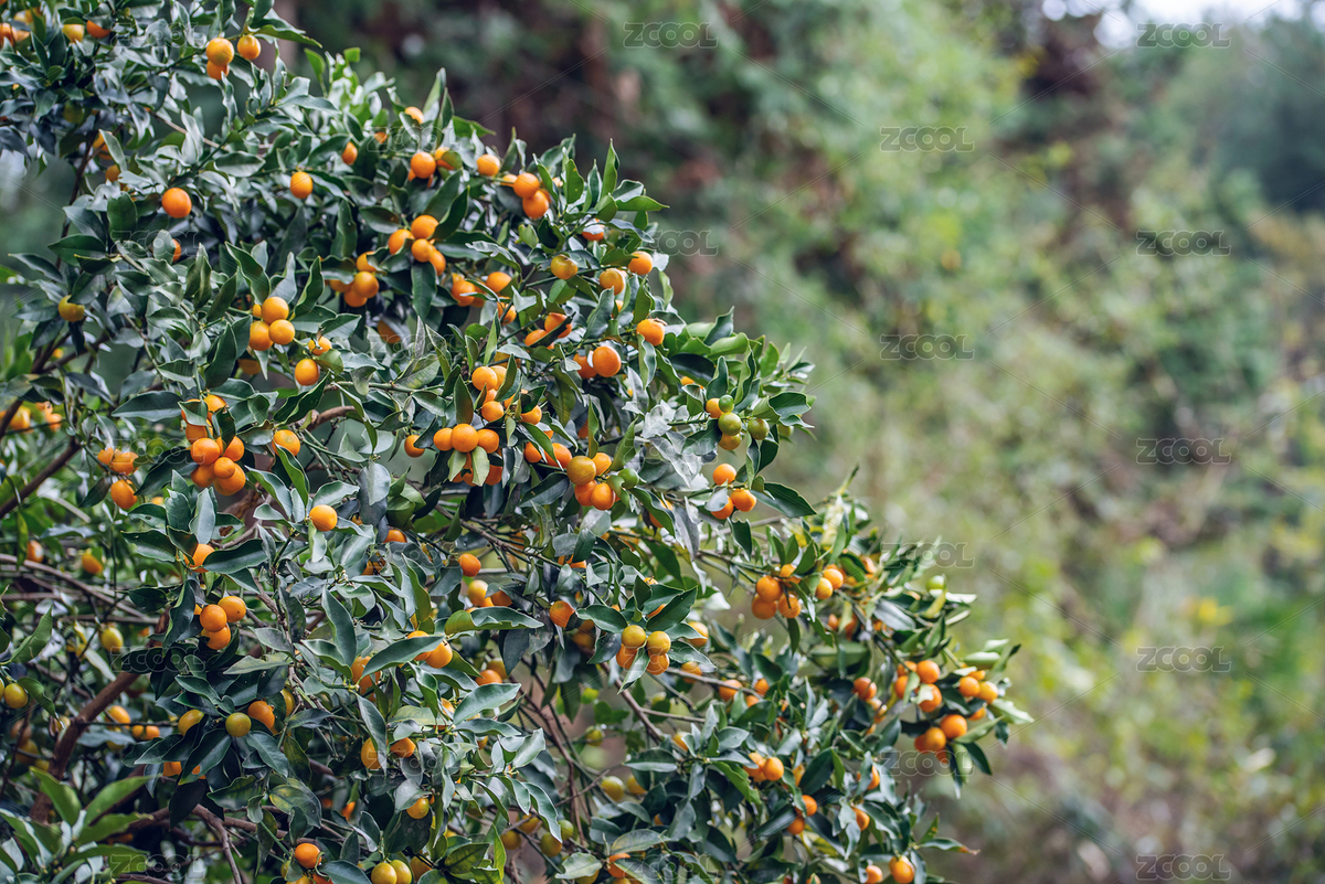 秋季樹上成熟的小金桔（主預(yù)覽-5641590） - 未分類 - 站酷設(shè)計(jì)師風(fēng)暴麗麗原創(chuàng)素材 - 站酷ZCOOL
