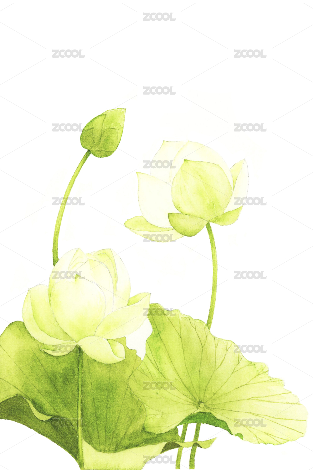 watercolor botanical illustration——lotus
